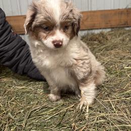 Miniature Australian Shepherd Puppies from Mid-Plains Mini Aussies