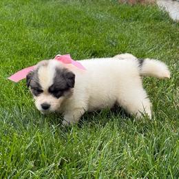 Miss Pink - White and badger female Great Pyrenees puppy in Idaho from Portneuf Range Pyrenees