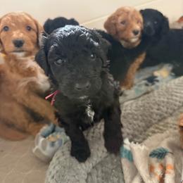 Maroon Boy (Harry) - Black and white male Bernedoodle puppy in Moulton, Alabama from Triple W Doodles