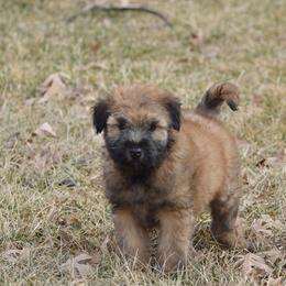 Rum - Wheaten male Soft Coated Wheaten Terrier puppy in Kirksville, Missouri from BellSharps Australian Shepherds