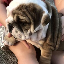 Bulldog Puppies from Millennium Farms