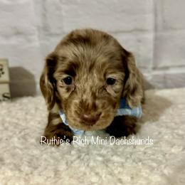 Boy Three - Chocolate and cream male Dachshund puppy in Lakeland, Florida from Ruthie’s Rich Mini Dachshunds