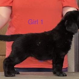 Labrador Retriever Puppies from R Little Retrievers