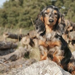 Kahlua - Dachshund