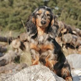 Kahlua - Dachshund