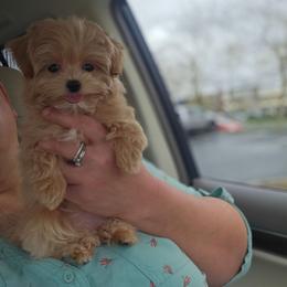 Lady - Apricot female Maltipoo puppy in Washington from Mt.BakerPoodles&Doodles