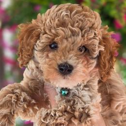 Casanova - Apricot male Goldendoodle puppy in Vernon, Texas from Sugarland's Texas Goldendoodles