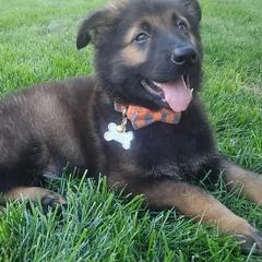 German Shepherds from Fairytale Kennel