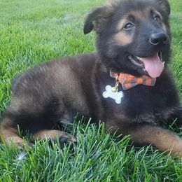 German Shepherds from Fairytale Kennel