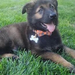 German Shepherds from Fairytale Kennel