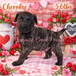 Cherokee - Tiger male Perro de Presa Canario puppy in Horizon, Texas from Mesquite Creek Kennels