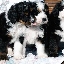 Schnoodles from Grand Lake Poodles & Doodles