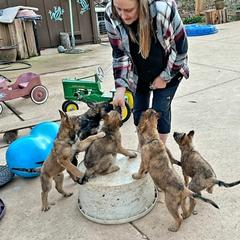Belgian Laekenois Puppies from Cal Curly Coats Belgian Laekenois