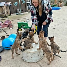 Belgian Laekenois Puppies from Cal Curly Coats Belgian Laekenois