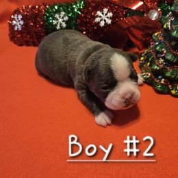 Boston Terrier Puppies from Grandma's Boston Terriers