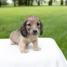 Colin - Cream male Dachshund puppy in Boswell, Indiana from Golden Moose Homestead