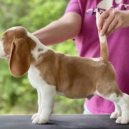 Beagle Puppies from BEARs Beagles