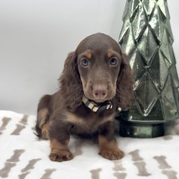 Gus - Chocolate and tan male Dachshund puppy in Goodyear, Arizona from AZ Royal Doxies llc