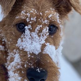 Suki - Irish Terrier