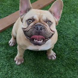Sailor - French Bulldog