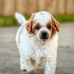 Poodle Puppies from Cityscape Moyen Poodles