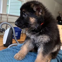 Lise - Black and tan female German Shepherd puppy in Purcellville, Virginia from Firelight Farm