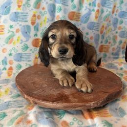 Dachshund Puppies from Loveland Doxies