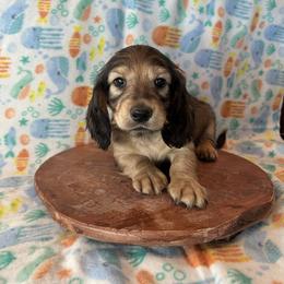 Dachshund Puppies from Loveland Doxies