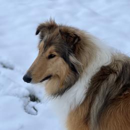 Meg - Collie