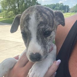 Green - White and fawn brindle female Whippet puppy in Corry, Pennsylvania from Sara's Whippets