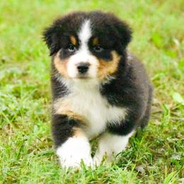 Daisy - Black tri-color female Australian Shepherd puppy in Easton, Missouri from MMA Kennel