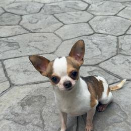 Bambi - Chihuahua