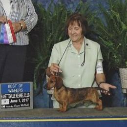 Dachshunds from Ozdox Dachshunds