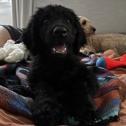 Goldendoodle Puppies from Dream Lake Doodles