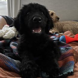 Goldendoodle Puppies from Dream Lake Doodles