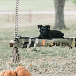 Miniature Schnauzer Puppies from Cedar Ridge Ranch Mini Schnauzers
