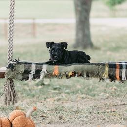 Miniature Schnauzer Puppies from Cedar Ridge Ranch Mini Schnauzers