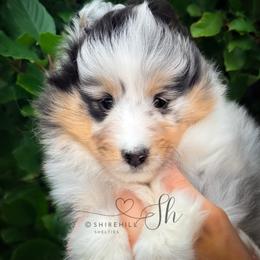 Fern - Blue merle white and tan female Shetland Sheepdog puppy in Windsor, Colorado from Shirehill Shelties