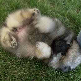Keeshond and Pomeranian Puppies from Mary Schooner