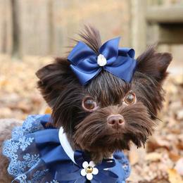 Pyra - Yorkshire Terrier