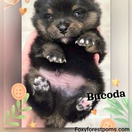 Bucoda - Black and tan male Pomeranian puppy in Eatonville, Washington from Foxy Forest Poms