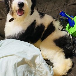 Goldendoodle and Poodle All Grown Up from Colorful Creations Doodles and Poodles