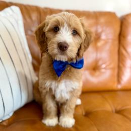 Finnegan - Apricot male Goldendoodle puppy in Orangevale, California from Ugly Dad Doodles