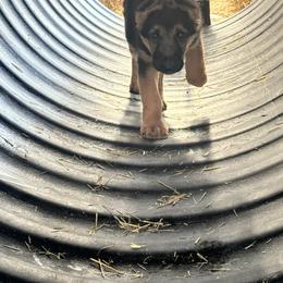 German Shepherd Puppies from Golden Ridge