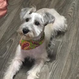 Miniature Schnauzers from Dueitt in the Kennel