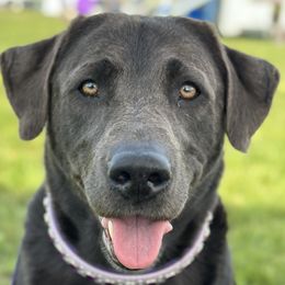 Kimber - Dilute Retriever