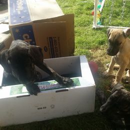 Great Dane Puppies from DaneDreams