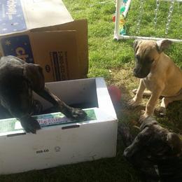 Great Dane Puppies from DaneDreams