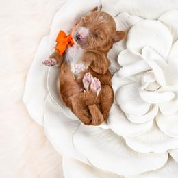 Orange - Red  male Goldendoodle puppy in Platteville, Wisconsin from Beck Kennel