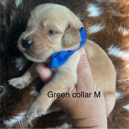 Green collar - Golden male Golden Retriever puppy in Jesup, Georgia from Painted Platinum Retrievers (Painted Platinum Kennel) PPK